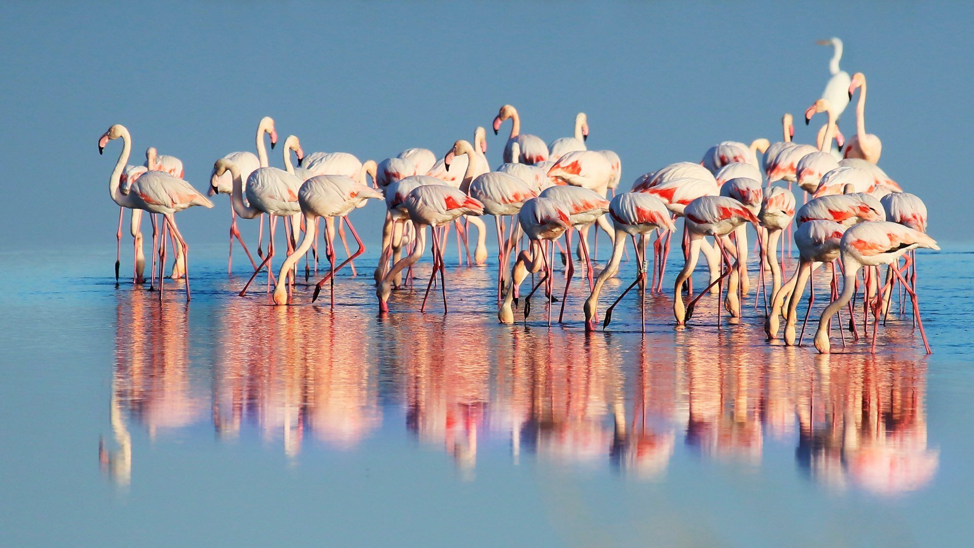 Fenicotteri nella Salina di Cervia | © Mario Zanetti