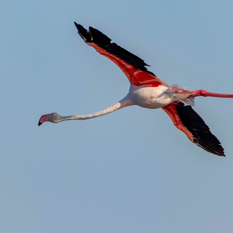 Birdwatching a Cervia | © Gruppo Fotografico Cervese