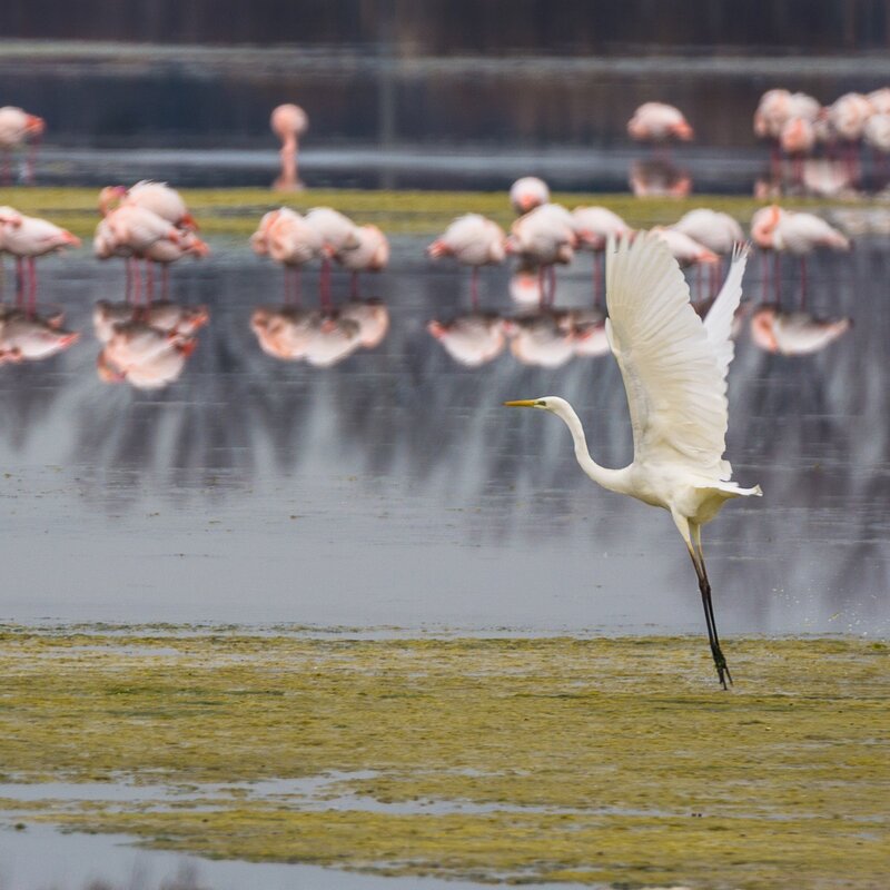 Birdwatching a Cervia | © Patrizio Alberti