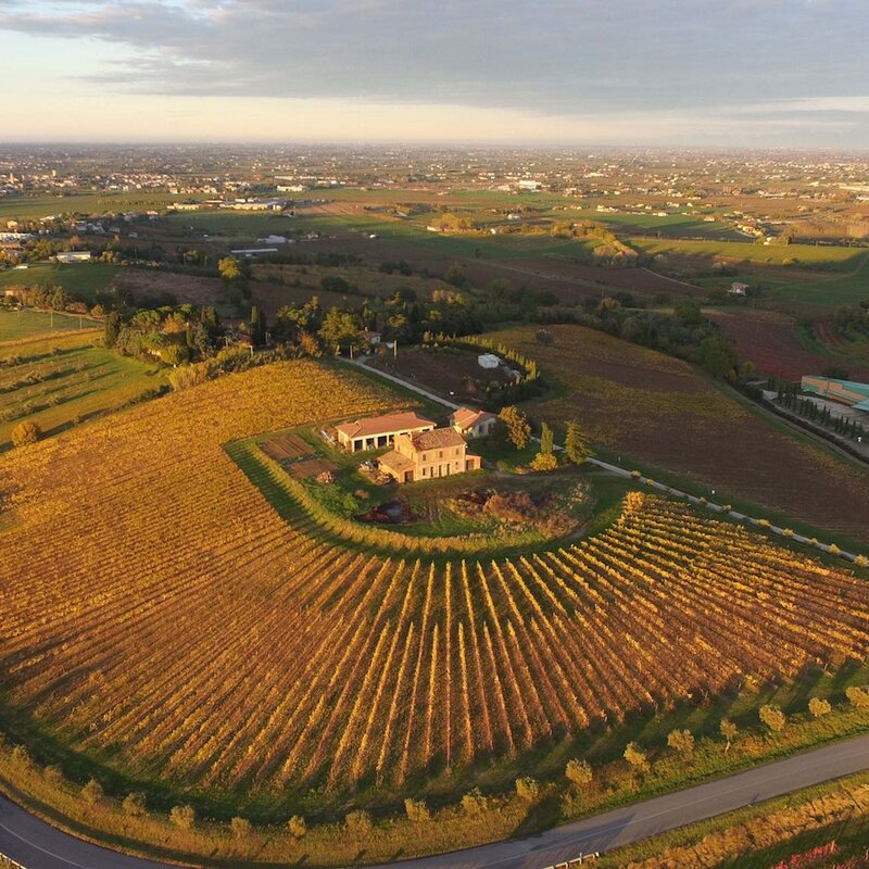 Vigneti a Bertinoro | © Massimiliano Baccolini