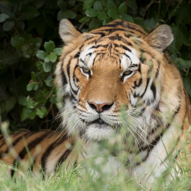 Parco Zoosafari | © Archivio