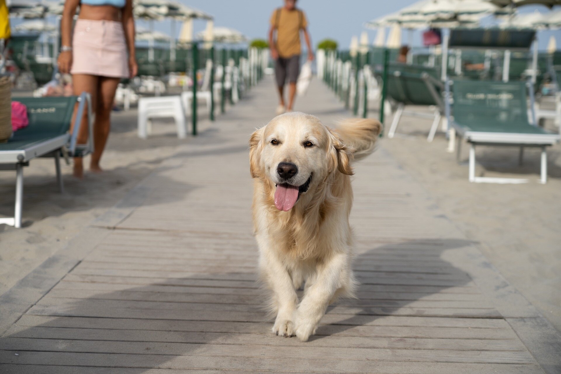 Spiaggia Pet Friendly  | © Archivio Visit Cervia