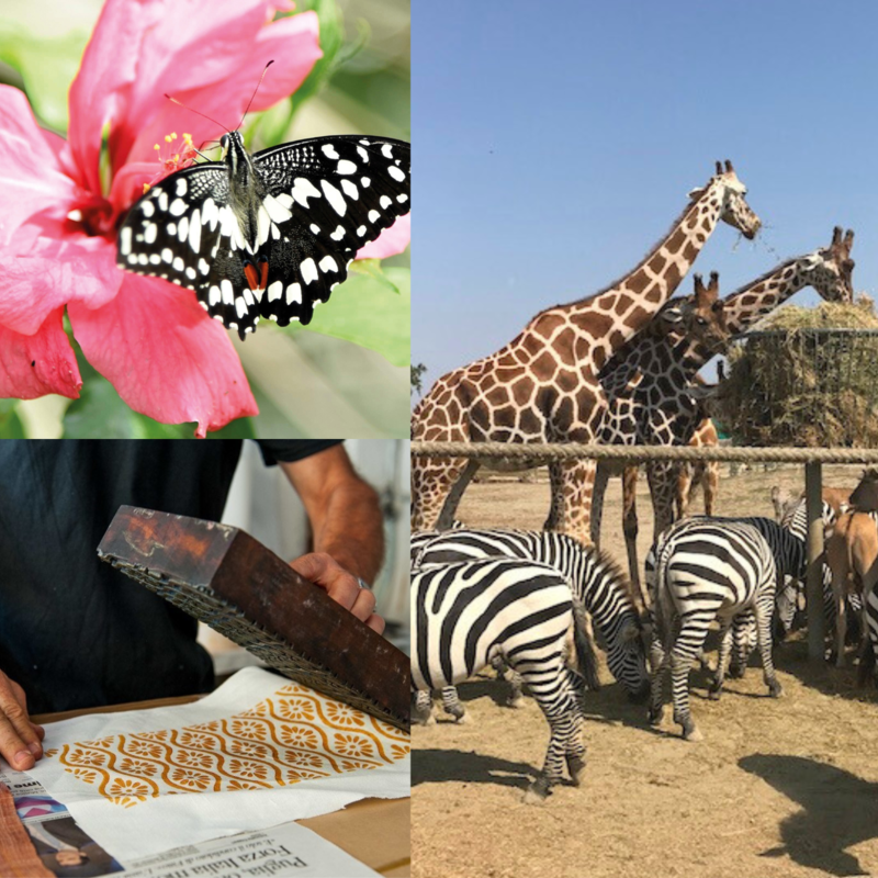 casa farfalle & stamperia & zoo safari