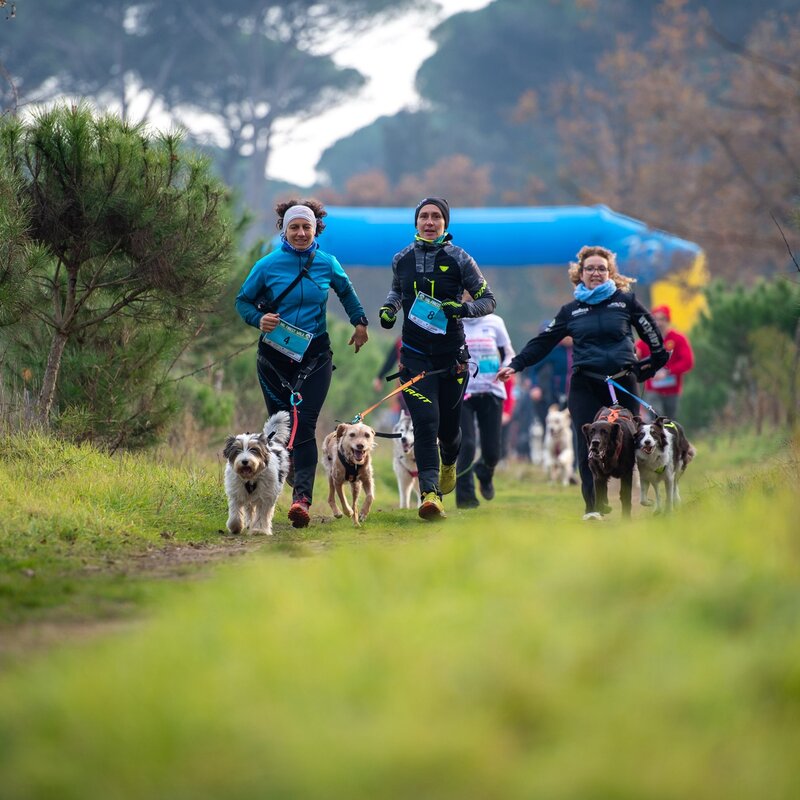 Dog Romagna Race