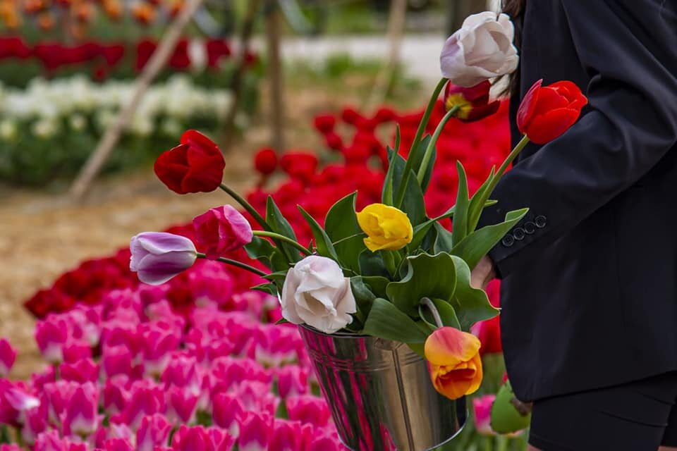 TuliLove | © Fondazione Myrna Medri & Attilio Marzorati