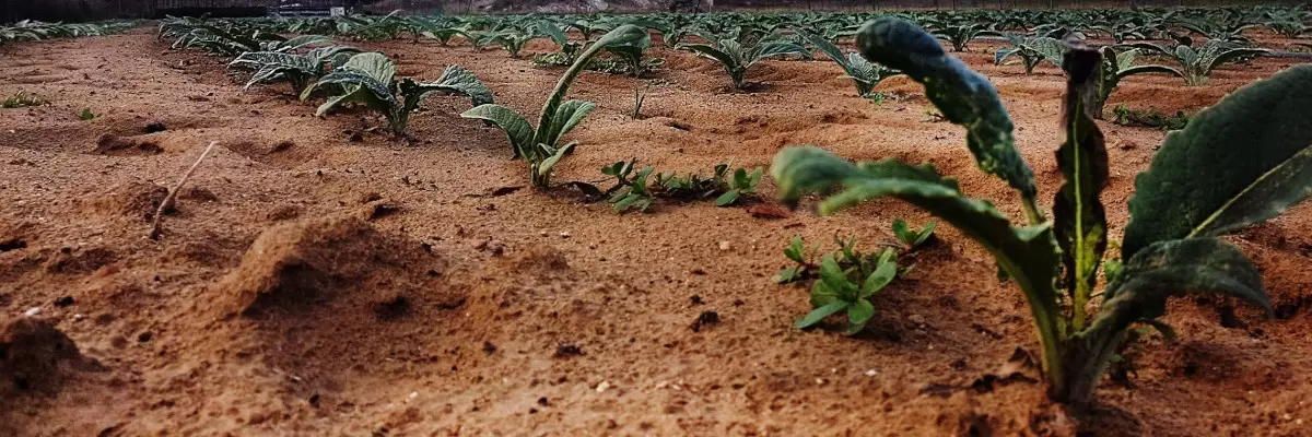 Cervia Thistle Festival